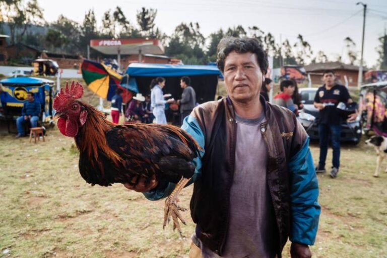 Kinh Nghiệm Chọn Gà Chọi Tốt Cho Người Mới